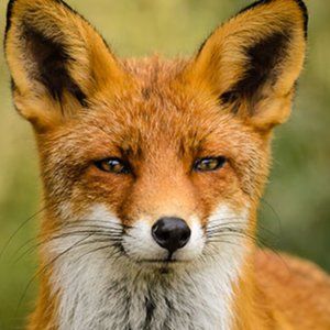 Meet your Posher, Thomas